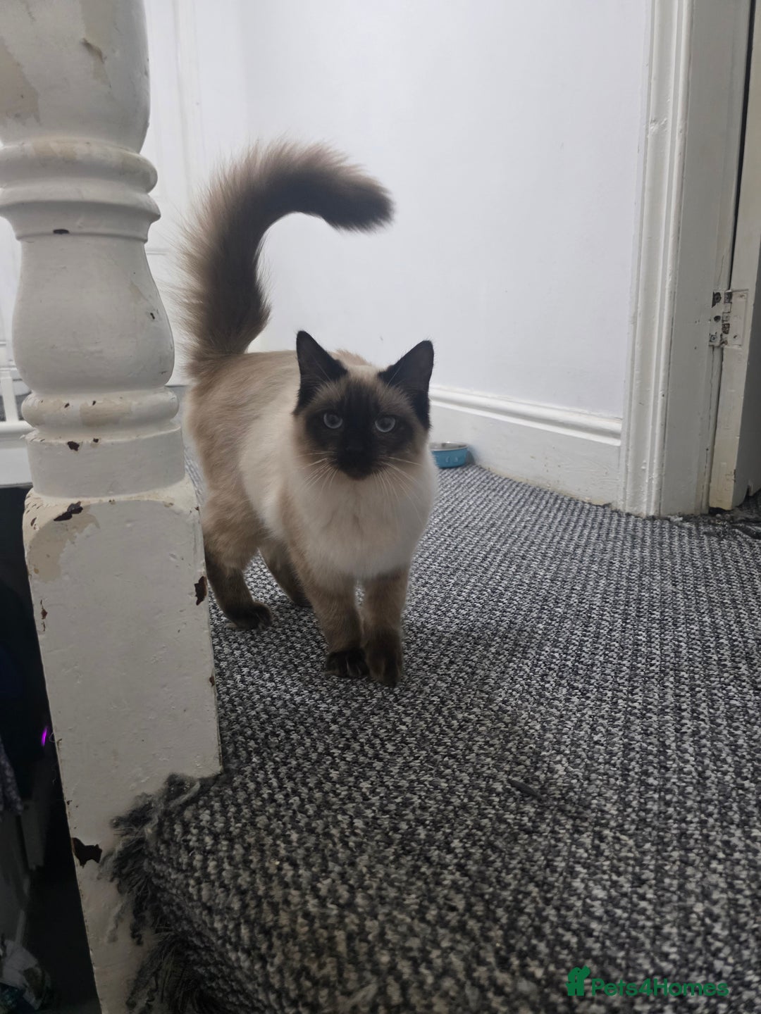 Ragdoll cats for sale: Beautiful Seal Point Ragdoll Male - Image 5