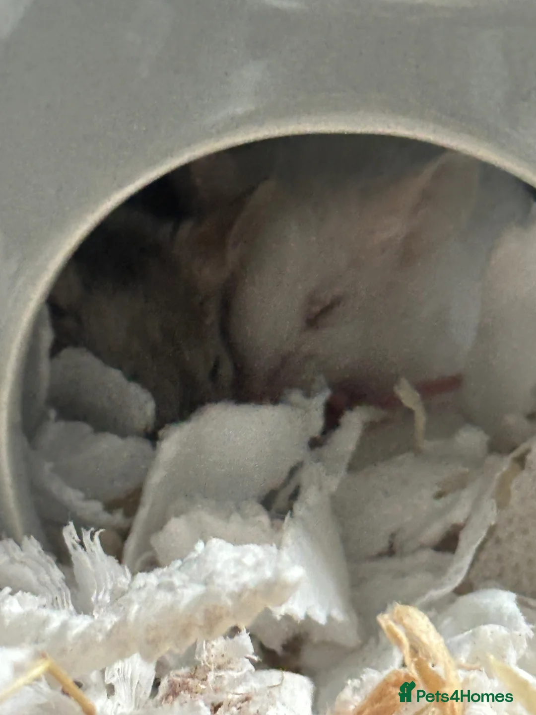 Mouse rodents for sale: 3 male mice - Advert 10
