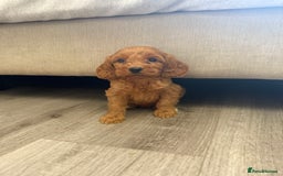 Cockapoo dogs for sale: STUNNING RED F1 COCKAPOO PUPPIES - Image 12