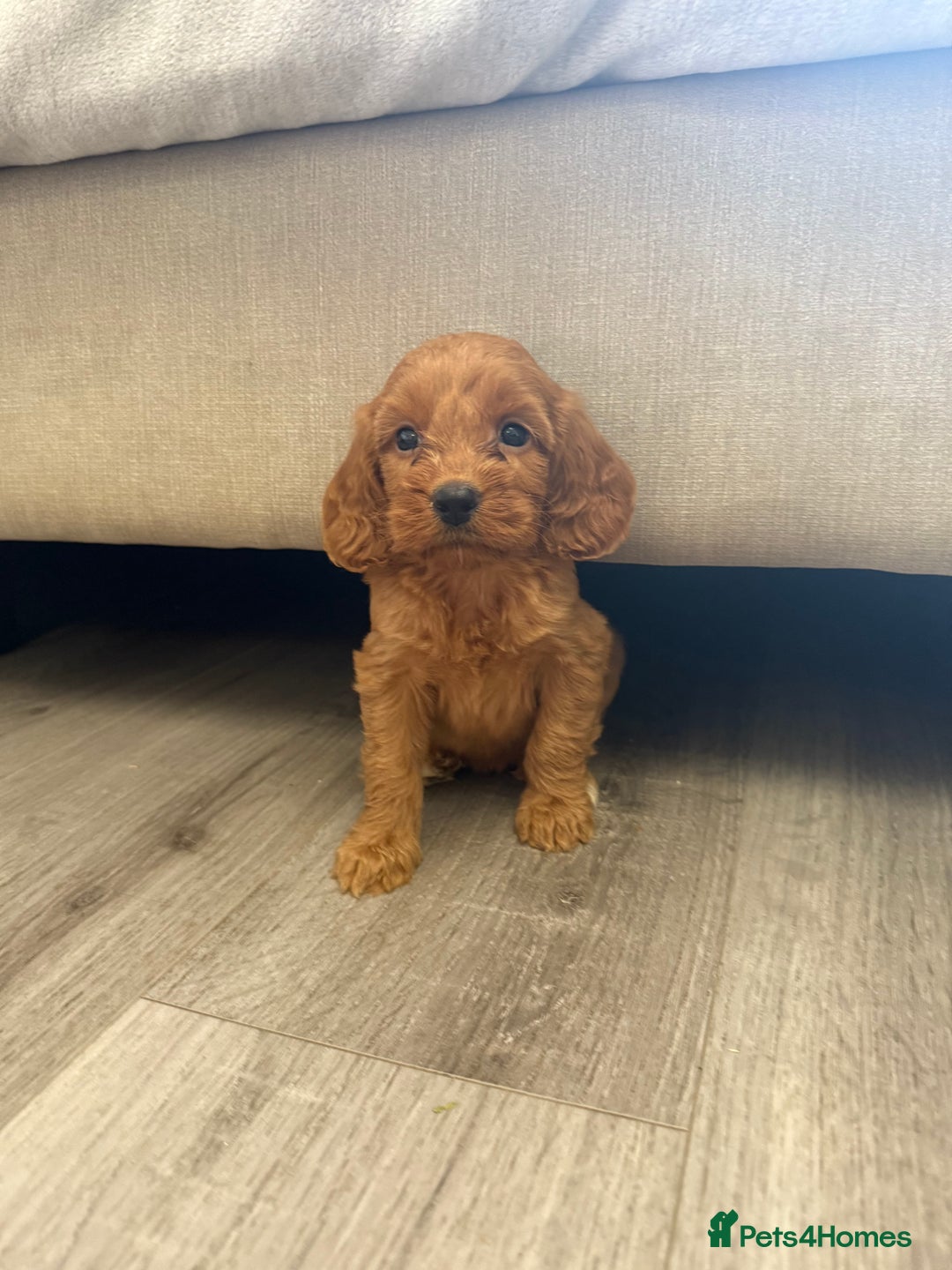 Cockapoo dogs for sale: STUNNING RED F1 COCKAPOO PUPPIES - Image 12