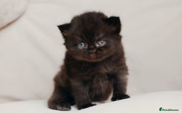British Shorthair cats for sale: British Shorthair Kittens - Registered & Licensed - Image 4