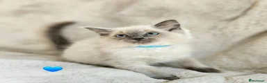 Ragdoll 2 Blue Point Ragdoll Boy