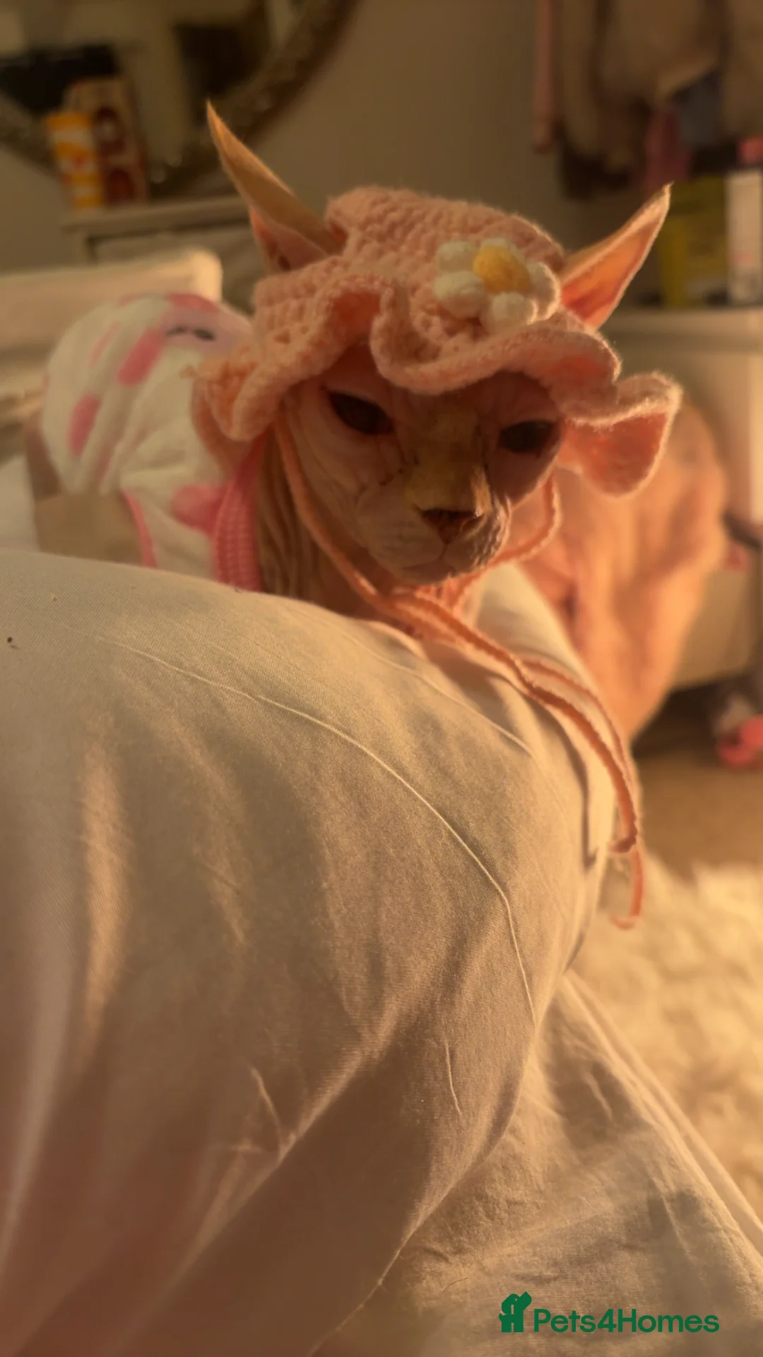 Sphynx cats for sale: Female sphynx  in Ammanford - Advert 2