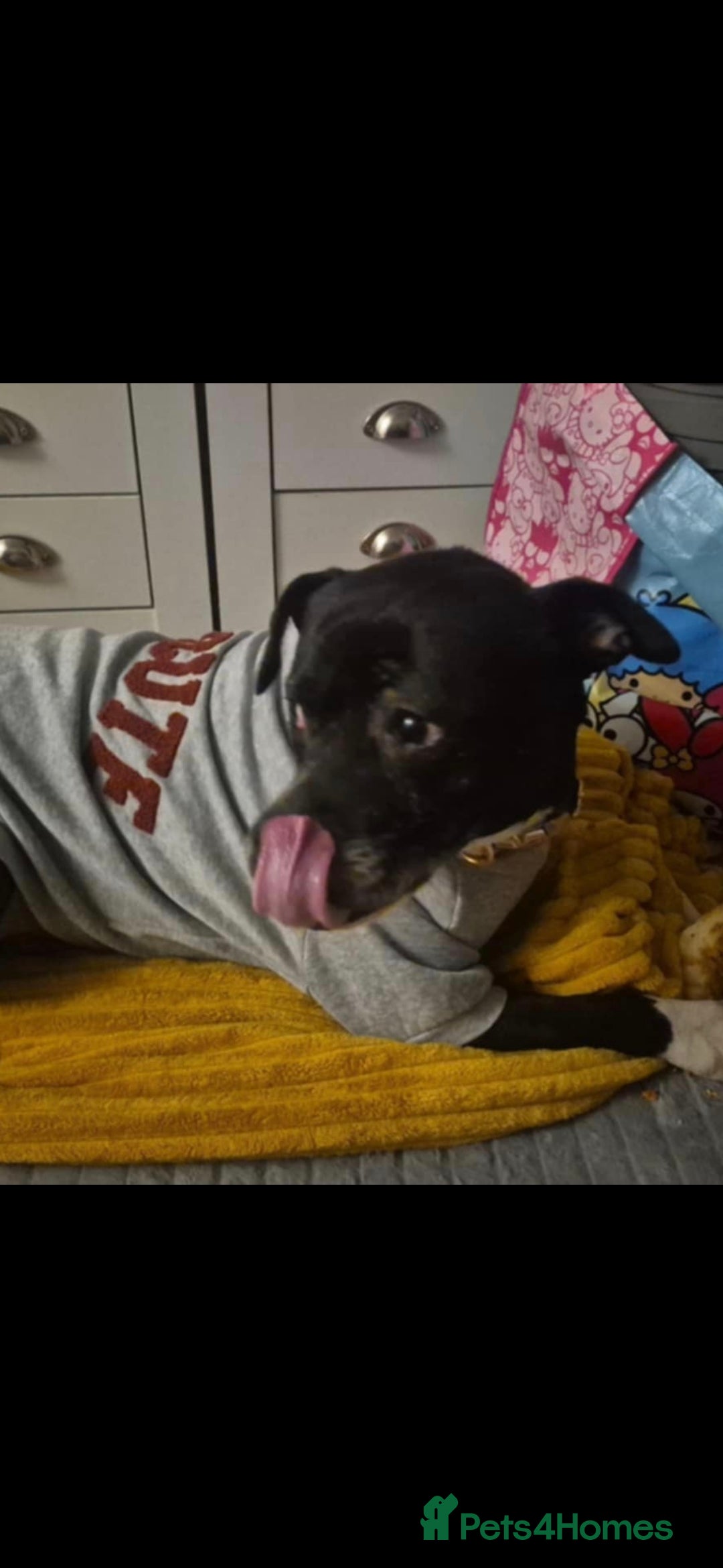 Staffordshire Bull Terrier dogs Staffy cross for urgent rehome - Advert 6