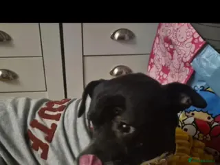 Staffordshire Bull Terrier dogs Staffy cross for urgent rehome - Advert 6