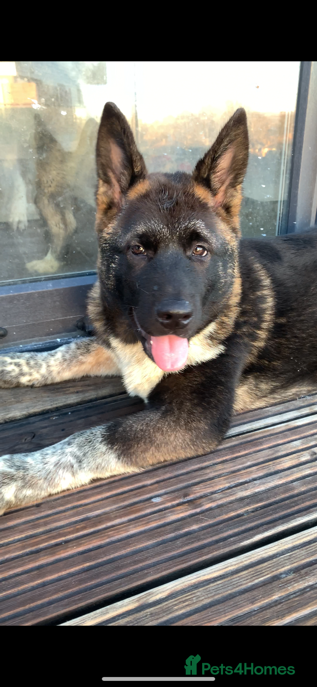 Akita dogs for sale: American Akita puppies  - Advert 4