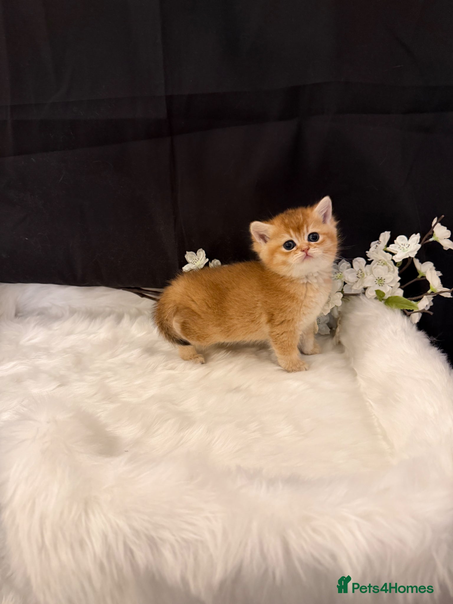 British Shorthair cats Golden & Silver BSH. 100% Pure pedigree Registered - Advert 1
