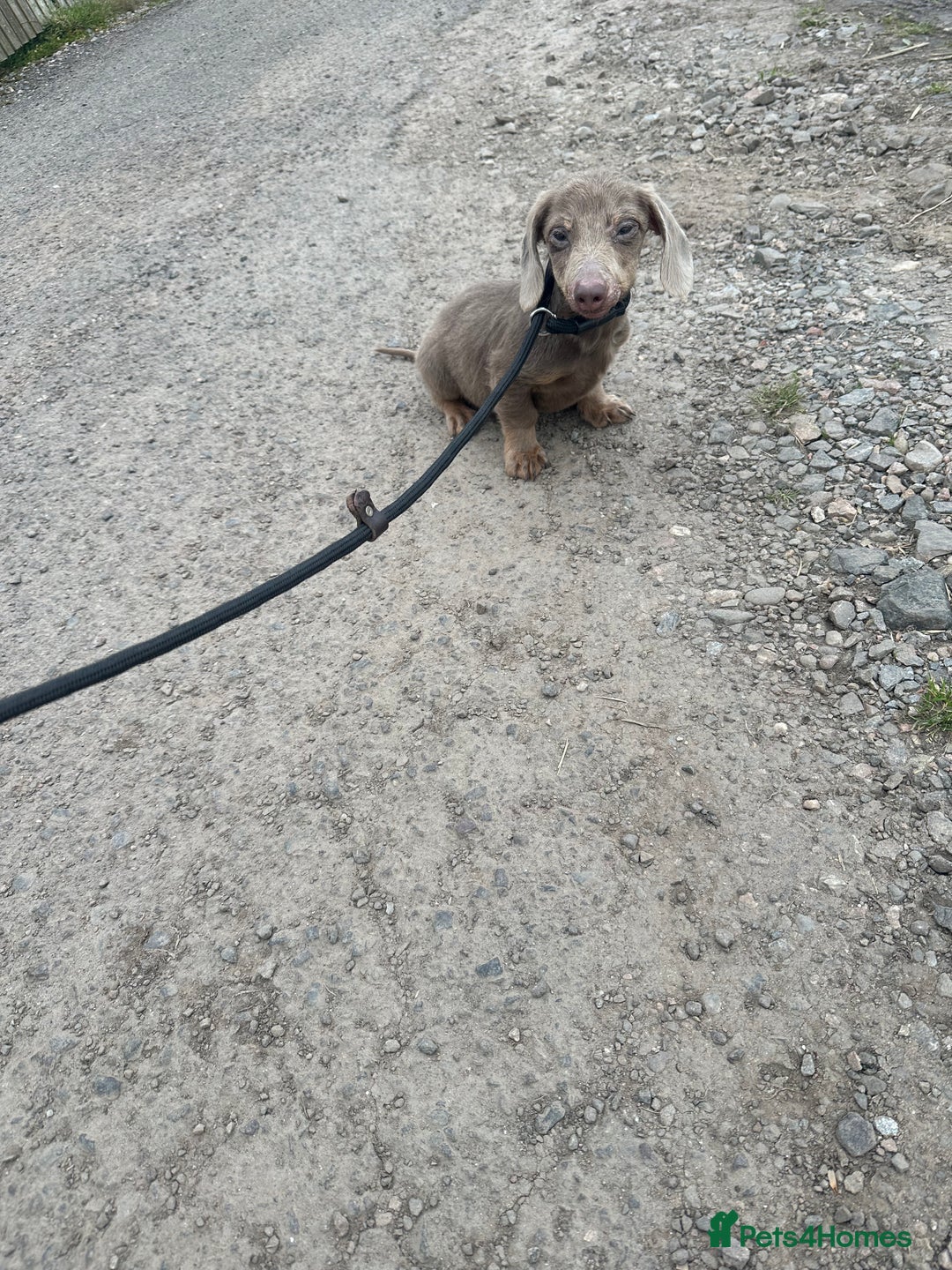 Miniature Dachshund dogs for sale: Beautiful long haired dachshund  - Image 6