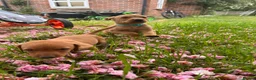 Mixed Breed dogs for sale: 8 beautiful red Vizslador puppies vizsla Labrador  in Ipswich - Advert 4