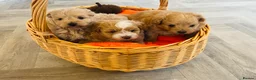 Pomapoo dogs for sale: Stunning pomapoo puppies - Advert 23