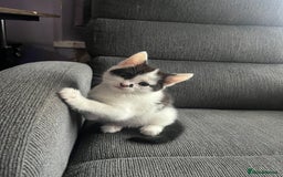 Mixed Breed cats for sale: 4 beautiful kittens 😻 - Image 3