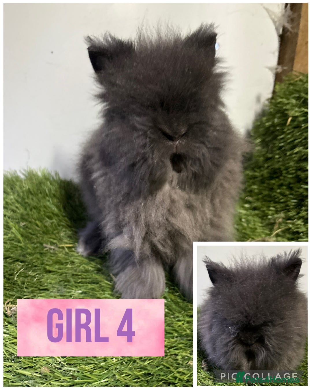 Lionhead rabbits for sale: Beautiful double mained lionheads ready soon  - Advert 5