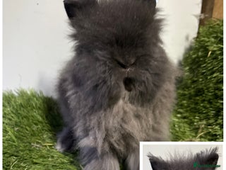 Lionhead rabbits Beautiful double mained Lionhead babies - Advert 4