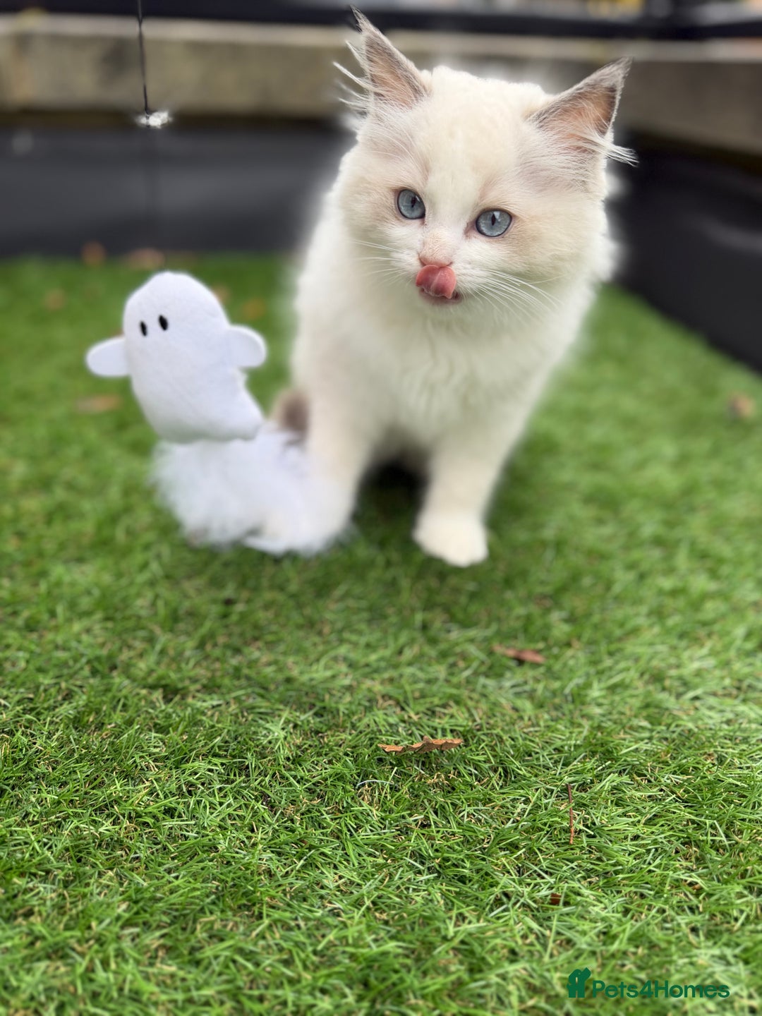 Ragdoll cats for sale: Adorable Male Ragdoll Kittens Looking forHomes! 🐾 - Image 6