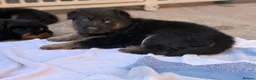 German Shepherd dogs for sale: Kc Gsd pups READY NOW 1 SABLE FEMALE AVAILABLE  - Advert 23