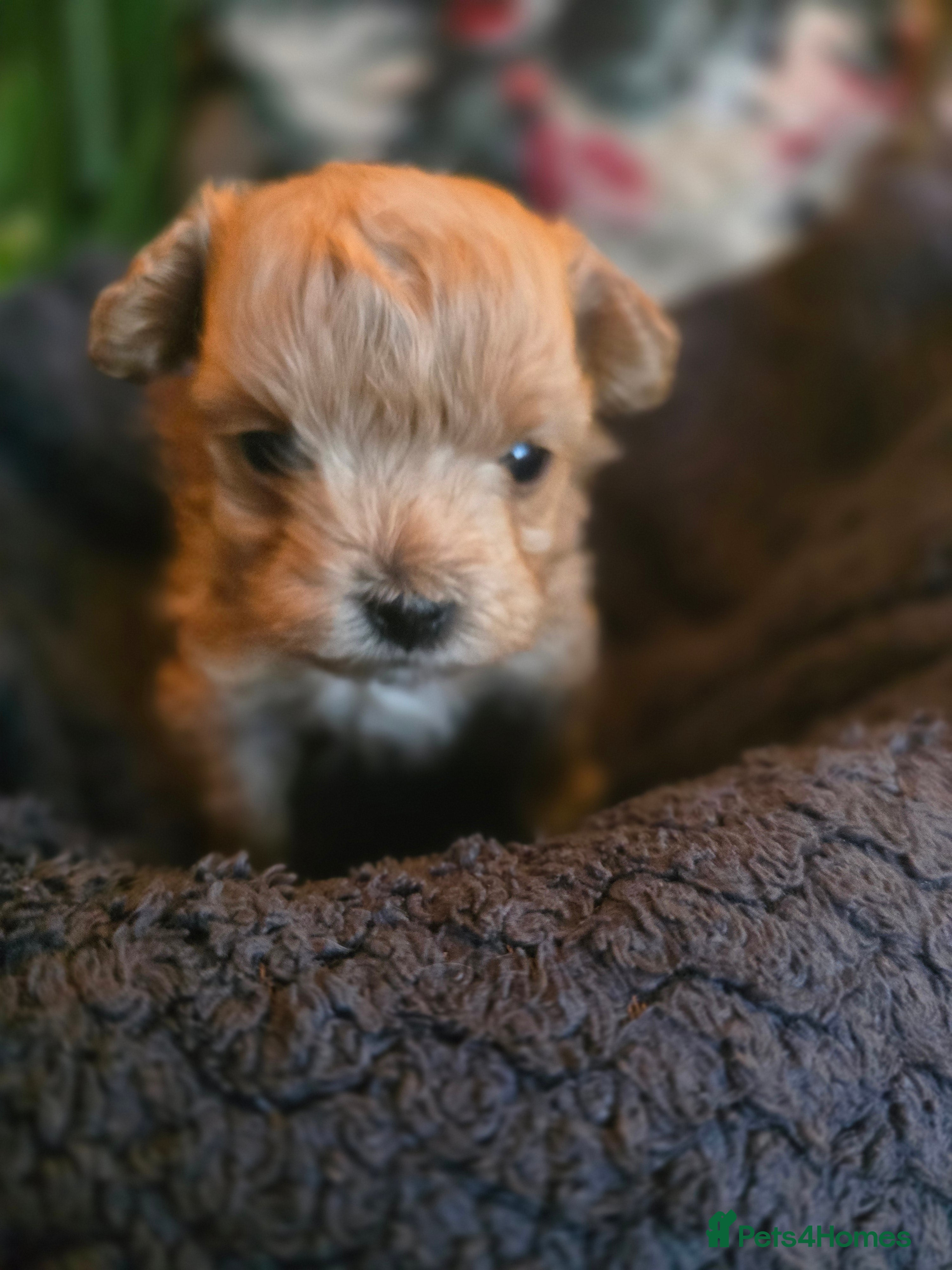 Maltipoo dogs Beautiful F1 maltipoo looking forever home ❤️🐶 - Advert 6