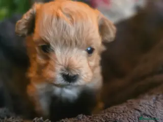 Maltipoo dogs Beautiful F1 maltipoo looking forever home ❤️🐶 - Advert 6