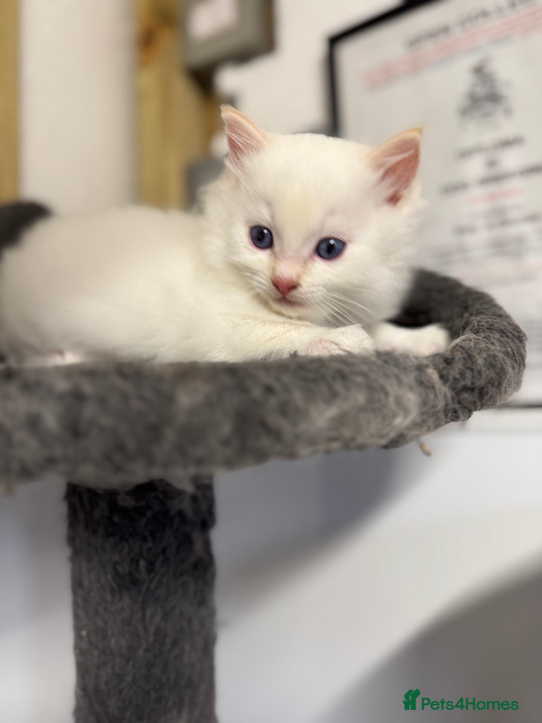 Ragdoll cats for sale: DNA tested Ragdolls - Advert 10