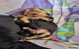 Yorkshire Terrier dogs for sale: 1 Male , Miniature Yorkshire  in Manchester - Image 20