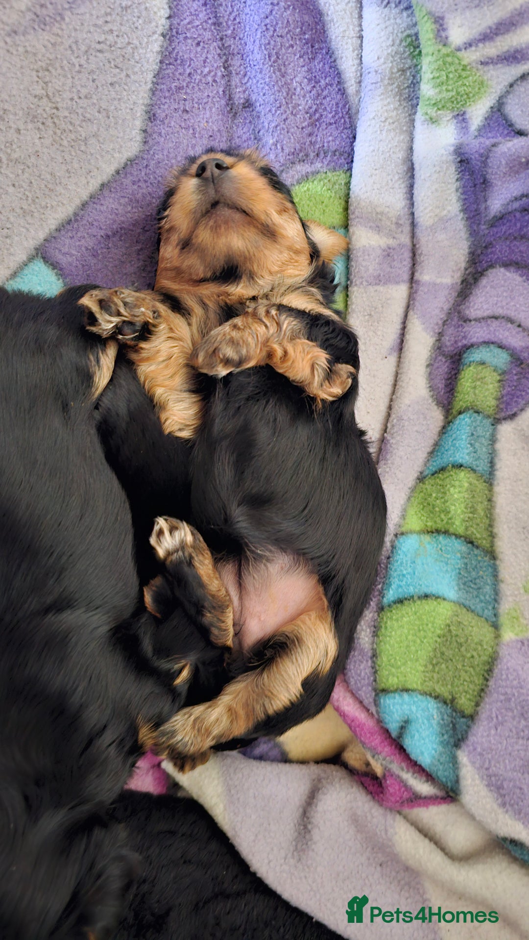 Yorkshire Terrier dogs for sale: 1 Male , Miniature Yorkshire  in Manchester - Image 20