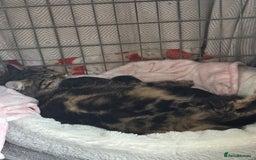 British Longhair cats for sale: Kittens for sale  - Image 14