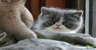 Exotic cats - Advert 15