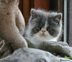 Exotic cats - Advert 6