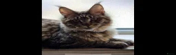 Maine Coon cats for sale: Majestic Maine Coon  - Advert 6