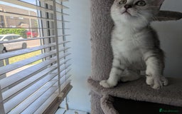 Mixed Breed cats for sale: Stunning British Shorthair cross Ragdoll Girl  - Image 6