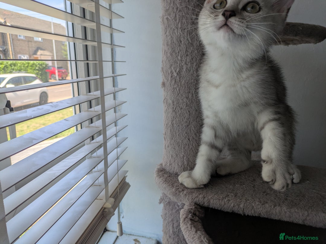 Mixed Breed cats for sale: Stunning British Shorthair cross Ragdoll Girl  - Image 6