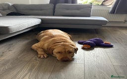 Mixed Breed dogs for sale: 3 year old lab male - Image 4