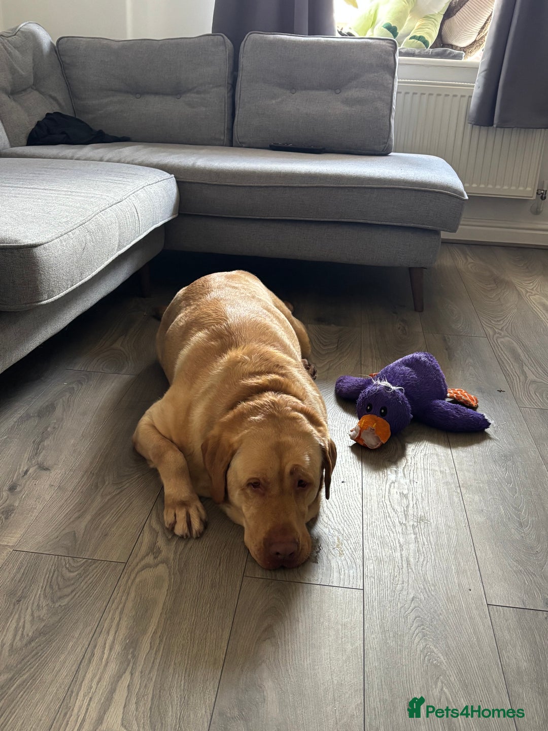 Mixed Breed dogs for sale: 3 year old lab male - Image 4