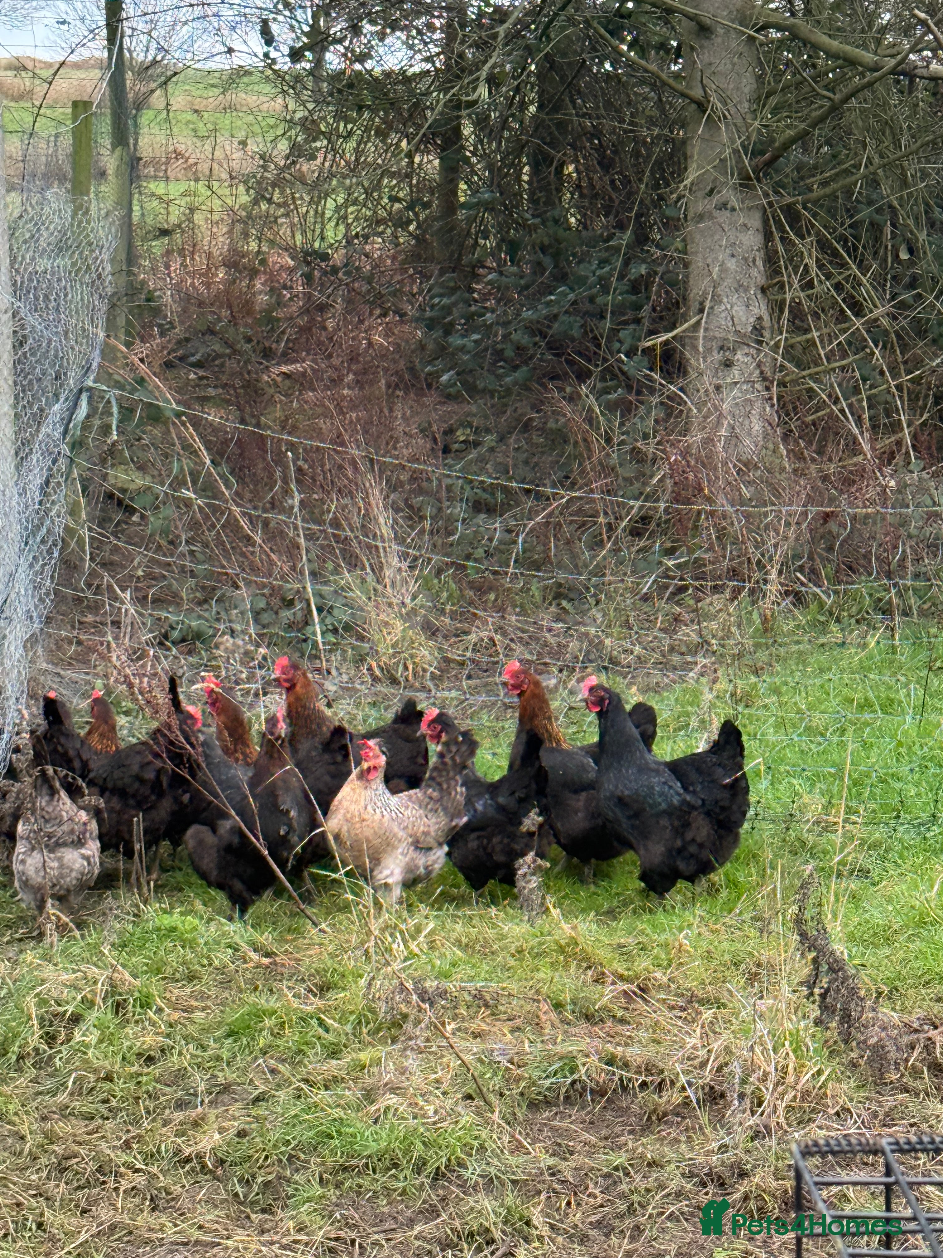 Chickens poultry Laying hens for sale - Advert 15