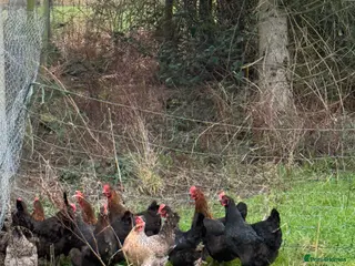 Chickens poultry Laying hens for sale - Advert 11