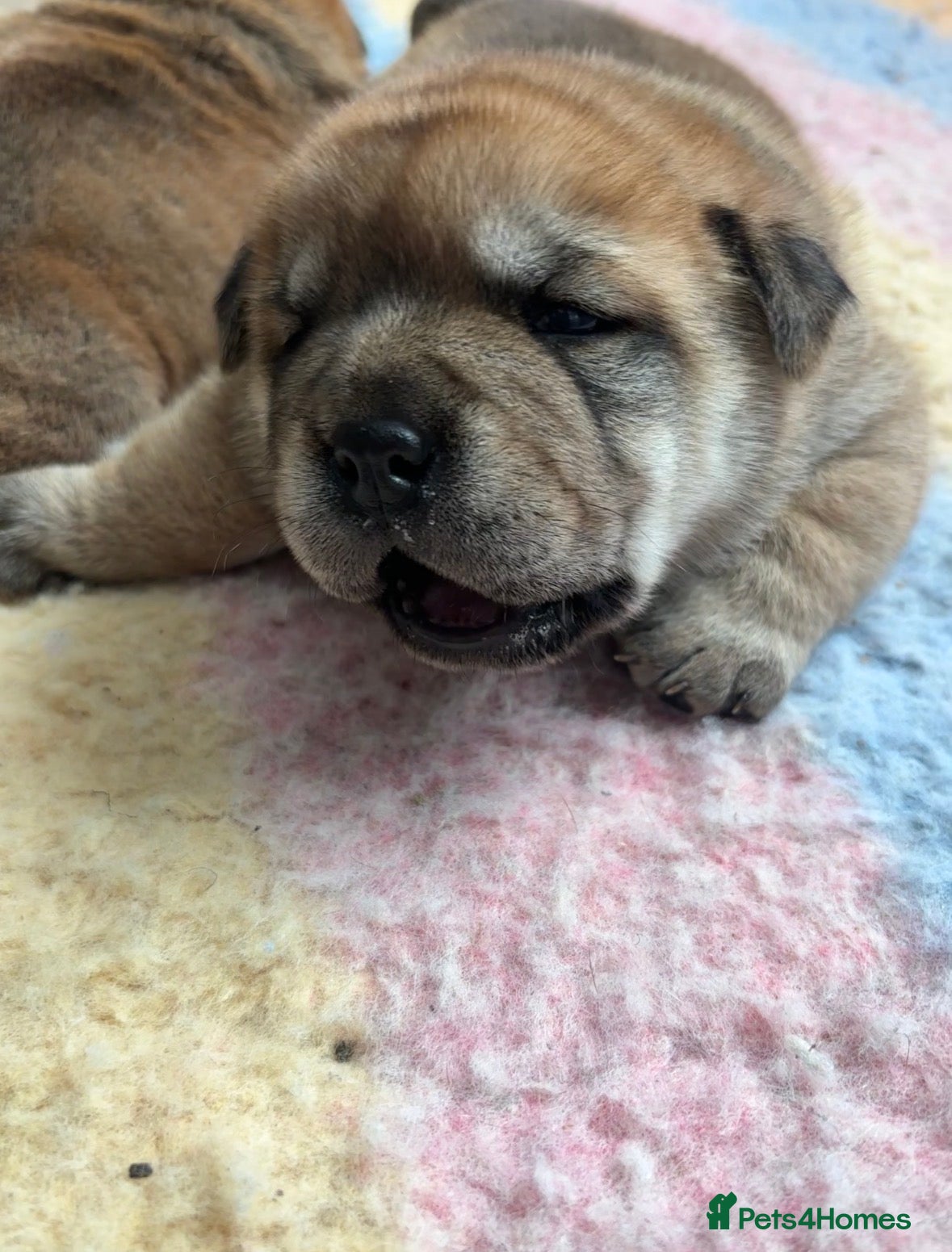 Mixed Breed dogs for sale: Fluffy British Bulldog Cross Chow Puppies – Rare - Advert 1