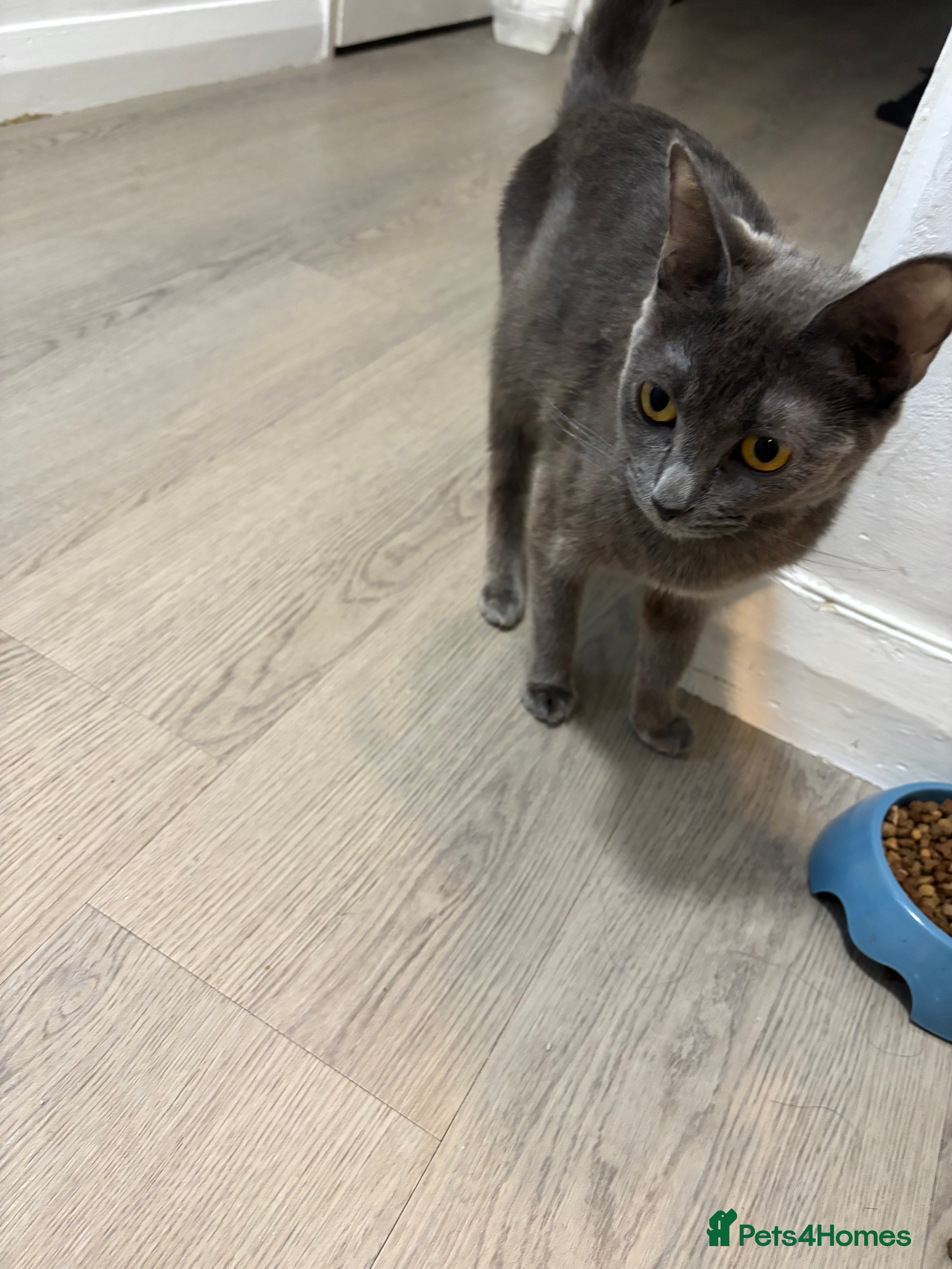 Domestic Shorthair cats 2 month old kitten looking for loving family - Advert 9