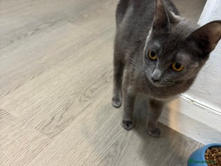 Domestic Shorthair cats 2 month old kitten looking for loving family - Advert 2