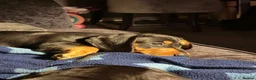 Dachshund dogs for sale: READY NOW REDUCED 1 boy Black & Tan dachshund  - Advert 9