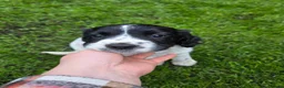 English Springer Spaniel dogs for sale: English springiel spaniel pupies.  in Yeovil - Advert 3