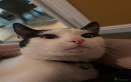 British Shorthair cats for sale: Male Cat for Sale - Advert 1