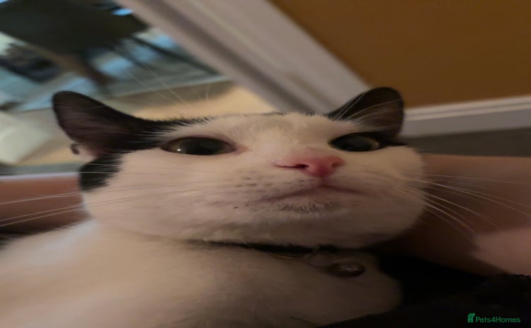 British Shorthair cats Male Cat for Sale - Advert 3