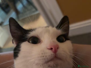 British Shorthair cats Male Cat for Sale - Advert 1