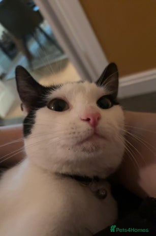 British Shorthair cats Male Cat for Sale - Advert 3