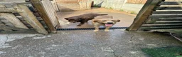 Labrador Retriever dogs for sale: Labrador male and female for sale - Advert 5