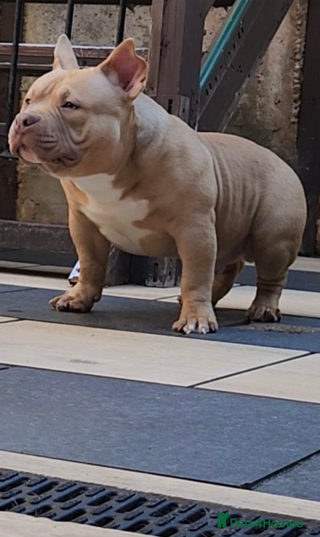 American Bully dogs for sale: American Bully Pocket Extreme Male  - Advert 11