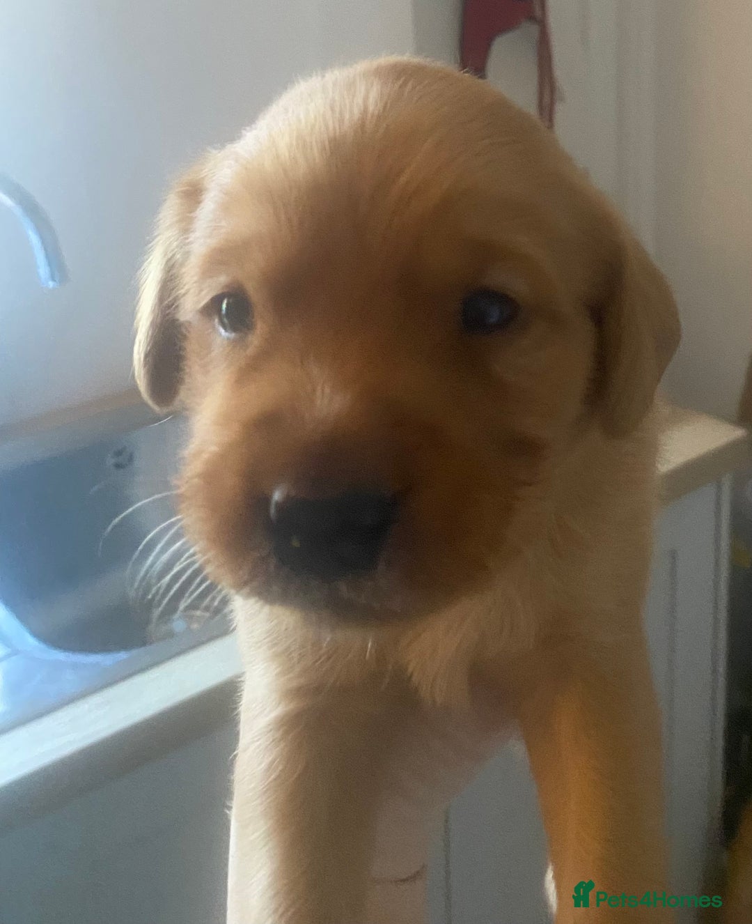 Goldador dogs for sale: 🐾7 Beautiful Labrador x Retriever Puppies🐾 - Advert 8