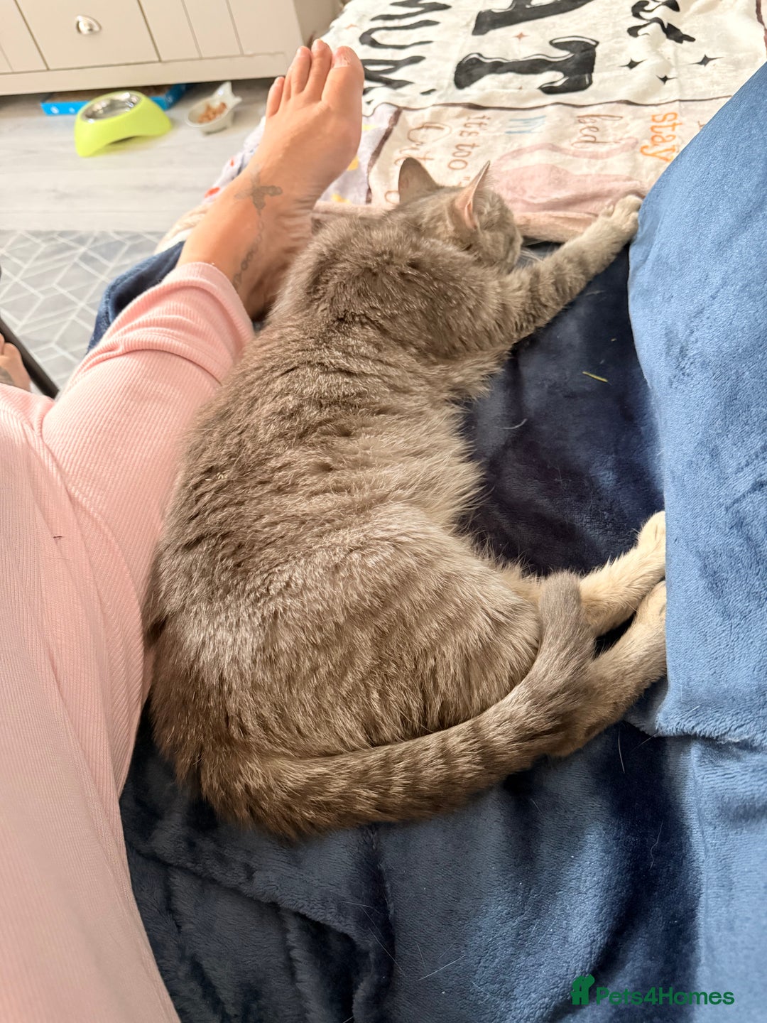 Mixed Breed cats for sale: Russian blue x tabby girl  - Image 7