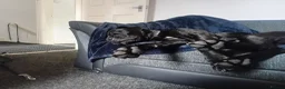 Cane Corso dogs for stud: Cane corso 4 years old  in Wallsend - Advert 3