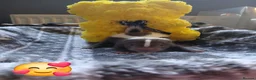 Ferret rodents for sale: Beautiful skunk kits  in Huddersfield - Advert 5