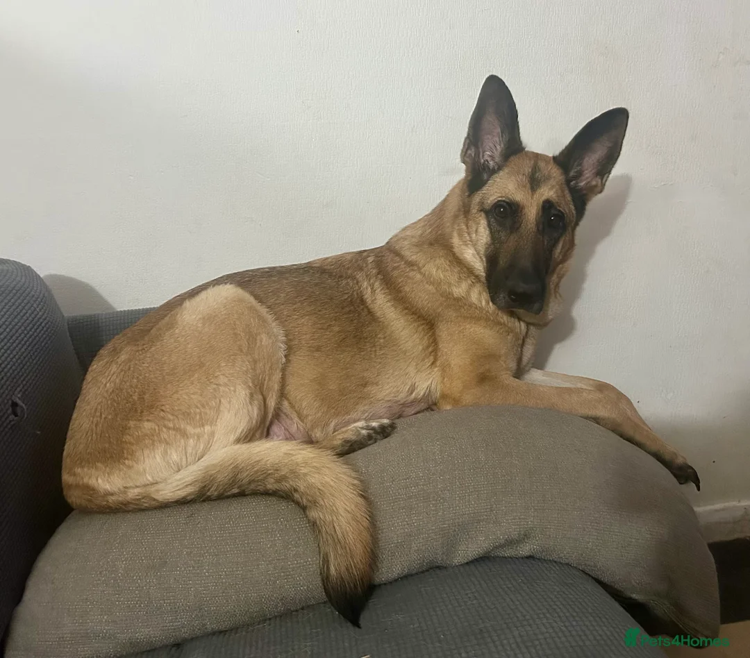 German Shepherd dogs for sale: German shepherd pups - Advert 1